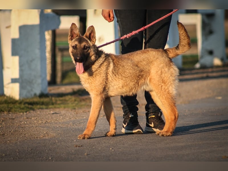 Beni Schäferhundmischling Rüde 2,5 Jahre alt z.Zt. in Ungarn
