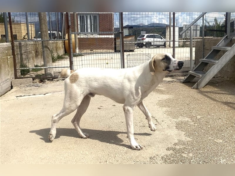 Samos Mischlingsrüde ca. 1,5 Jahre alt in Griechenland