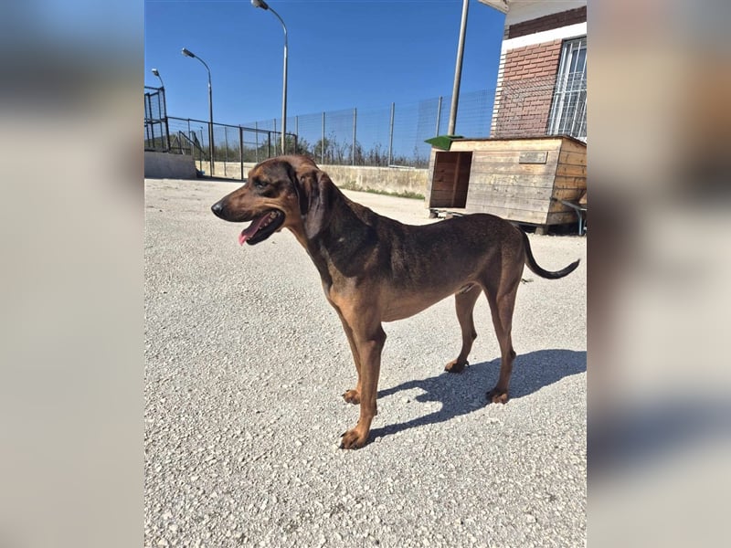 Buddy Mischlingsrüde ca. 3,7 Jahre alt z.Zt. in Griechenland