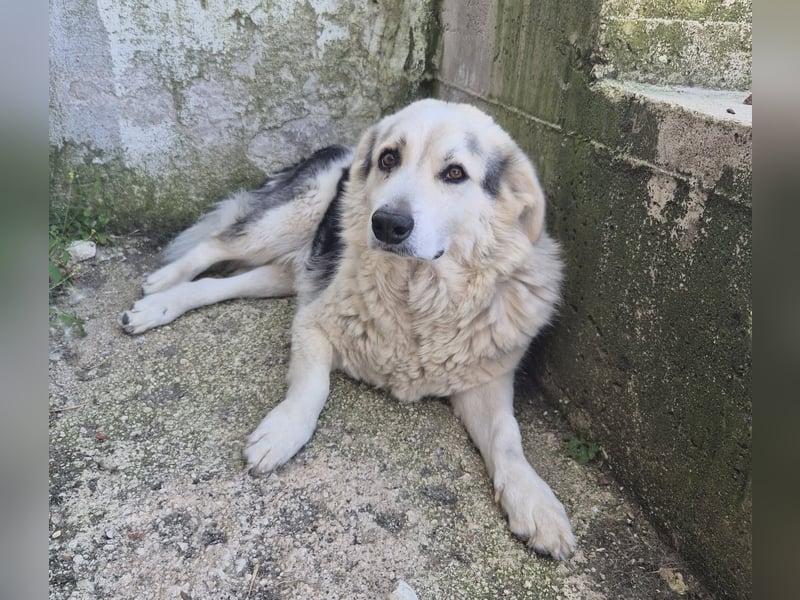 Max griech. Schäferhundmischlingsrüde ca. 4 Jahre alt  in Griechenland