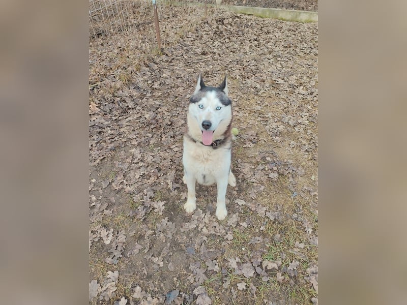Mochikan Husky Rüde ca. 3,5 Jahre alt z.Zt. in Ungarn