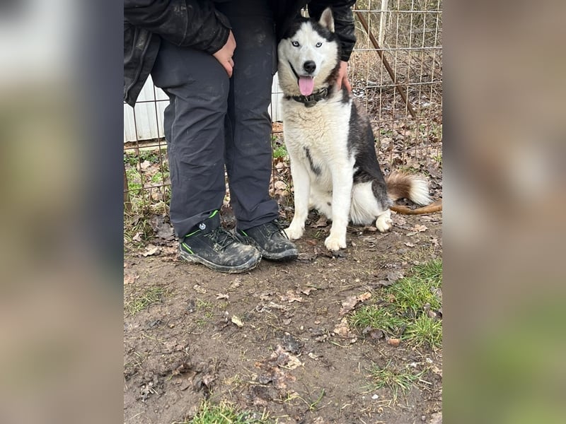 Mochikan Husky Rüde ca. 3,5 Jahre alt z.Zt. in Ungarn