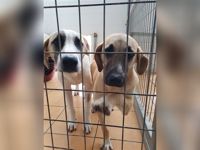Samos Mischlingsrüde ca. 1,5 Jahre alt in Griechenland