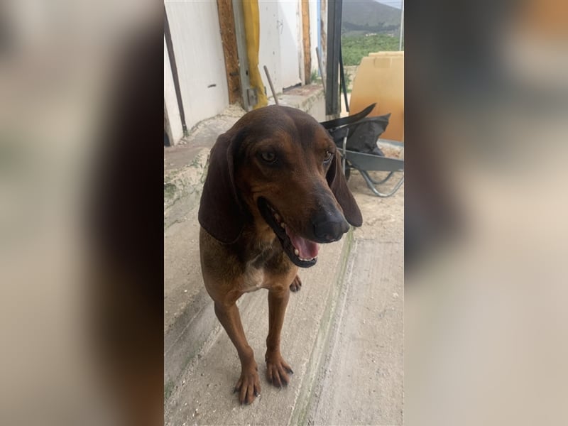 Buddy Mischlingsrüde ca. 3,7 Jahre alt z.Zt. in Griechenland