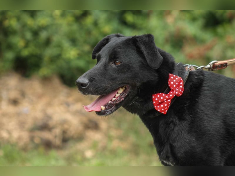 Zorro Labradormischling Rüde ca. 9 Jahre alt in Ungarn