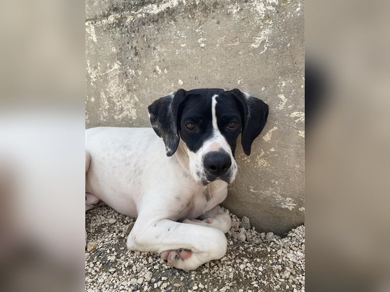 Pluto Pointermischling Rüde ca. 2 Jahre alt in Griechenland
