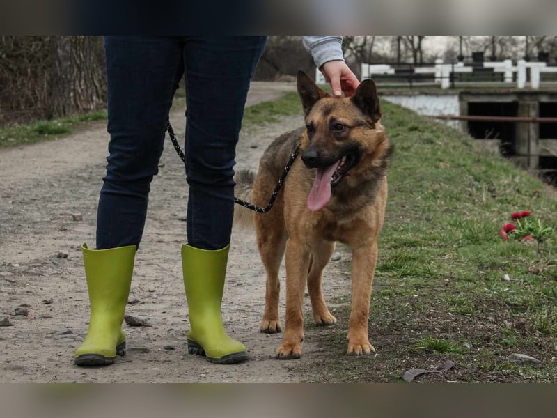 Beni Schäferhundmischling Rüde 2,5 Jahre alt z.Zt. in Ungarn