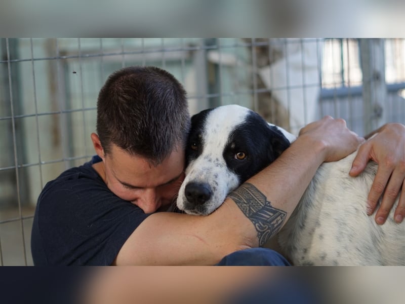 Marios lieber Mischlingsrüde ca. 2,7 Jahre alt z.Zt. in Griechenland
