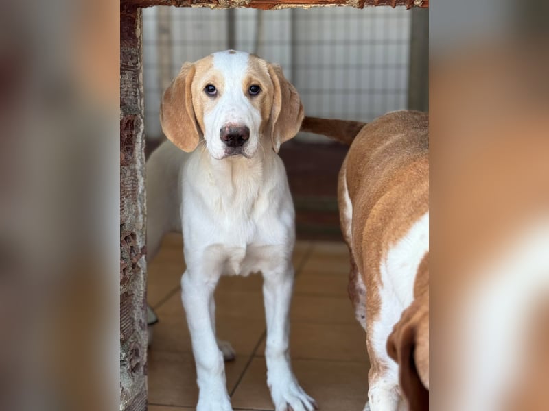 Monty Mischlingsrüde ca. 4,5 Monate alt in Griechenland