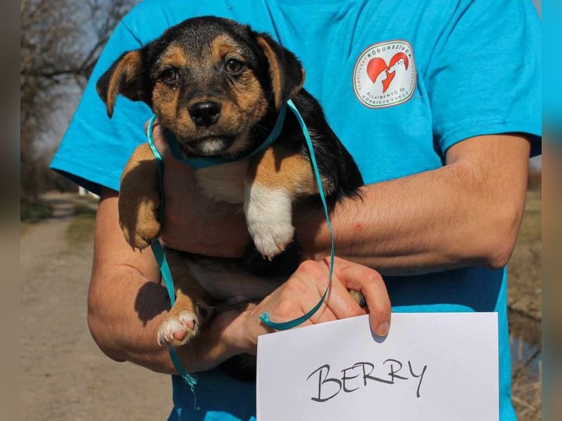 Berry Mischlingsrüde ca. 4 Monate alt in Ungarn
