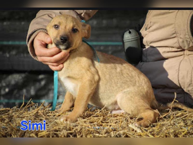 Simi Mischlingsrüde ca. 6,5 Monate alt in Ungarn