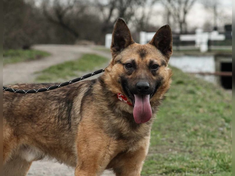 Beni Schäferhundmischling Rüde 2,5 Jahre alt z.Zt. in Ungarn