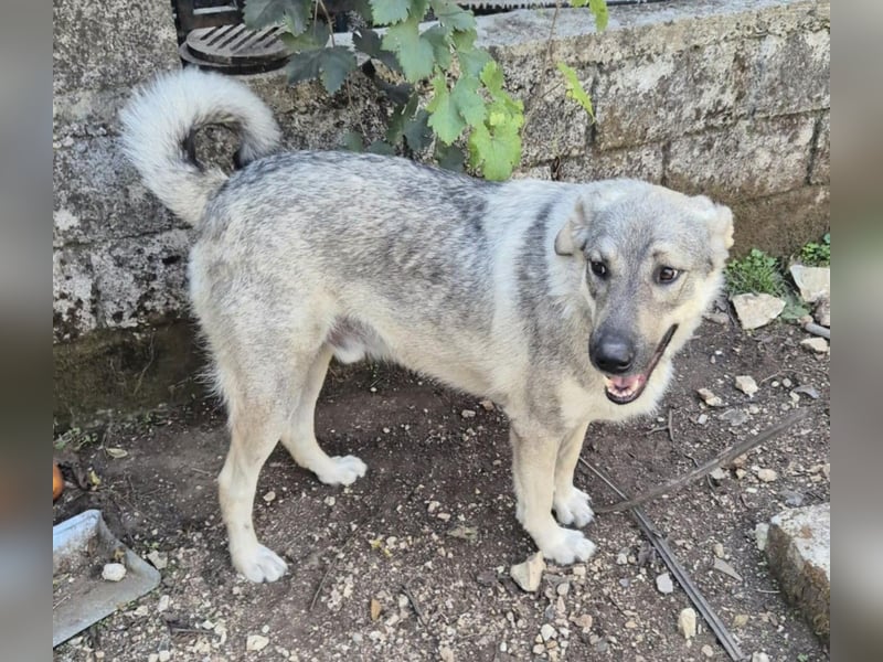 Capo Schäferhundmischling Rüde ca. 2,8 Jahre alt in Griechenland