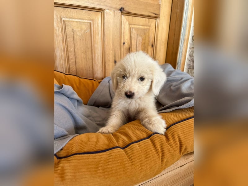 Charlie Mischlingsrüde ca. 3 Monate alt in Griechenland