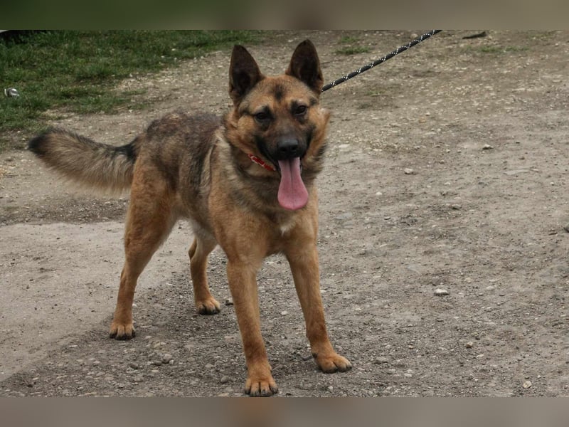 Beni Schäferhundmischling Rüde 2,5 Jahre alt z.Zt. in Ungarn