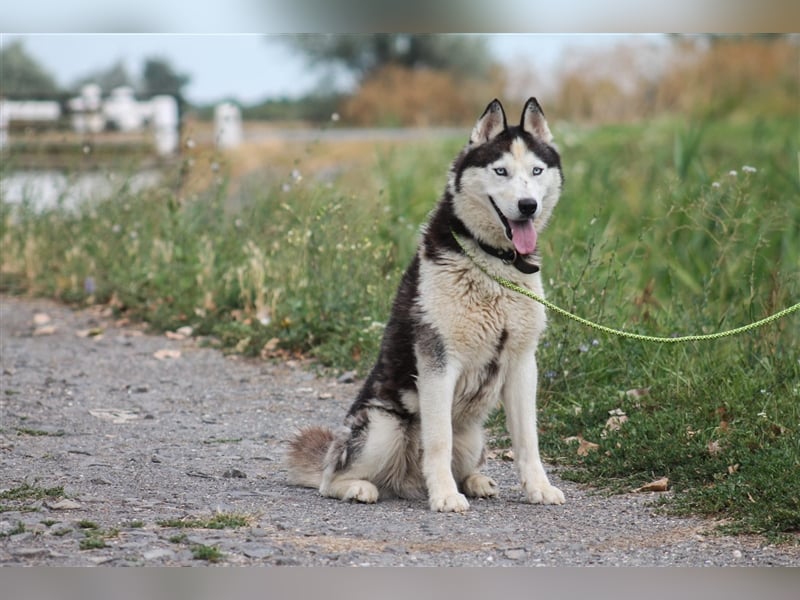Mochikan Husky Rüde ca. 3,5 Jahre alt z.Zt. in Ungarn