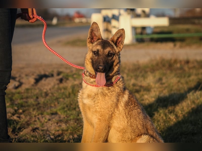 Beni Schäferhundmischling Rüde 2,5 Jahre alt z.Zt. in Ungarn