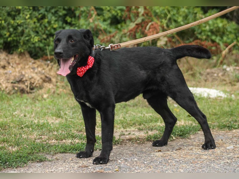Zorro Labradormischling Rüde ca. 9 Jahre alt in Ungarn