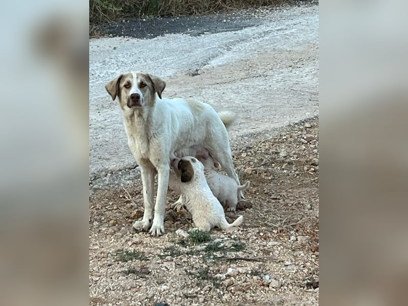 Charlie Mischlingsrüde ca. 3 Monate alt in Griechenland