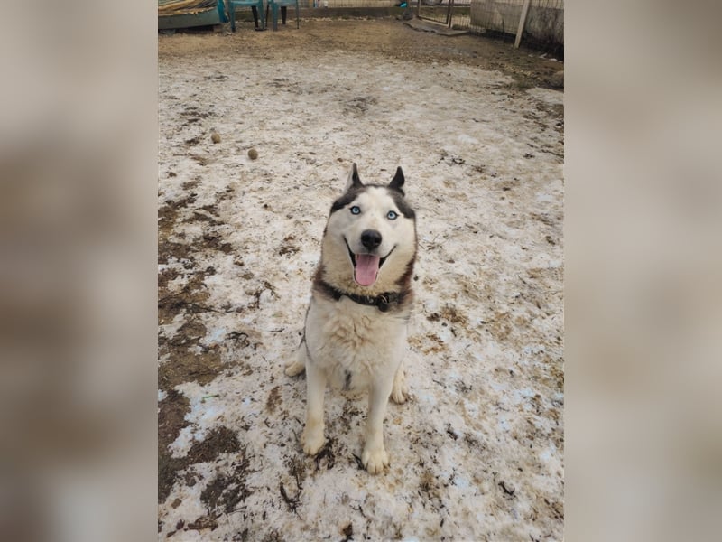 Mochikan Husky Rüde ca. 3,5 Jahre alt z.Zt. in Ungarn
