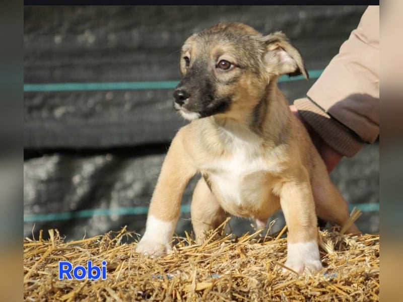 Robi Mischlingsrüde ca. 6,5 Monate alt in Ungarn