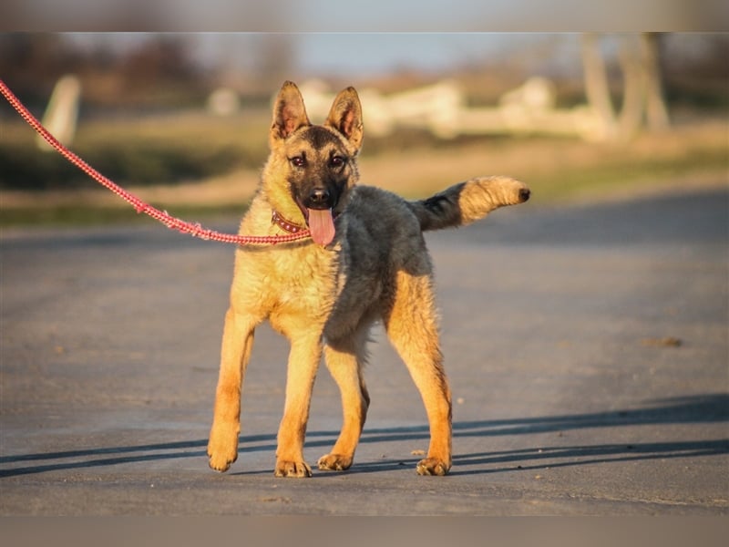 Beni Schäferhundmischling Rüde 2,5 Jahre alt z.Zt. in Ungarn