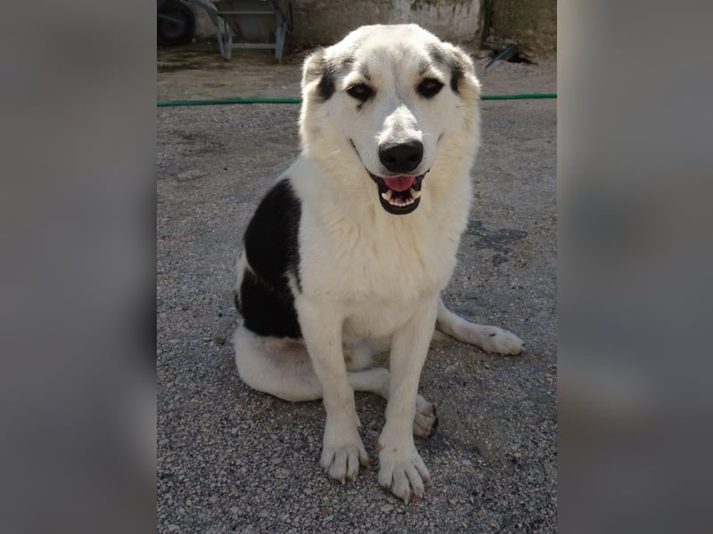 Max griech. Schäferhundmischlingsrüde ca. 4 Jahre alt  in Griechenland