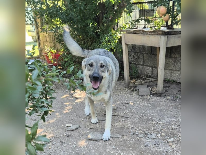 Capo Schäferhundmischling Rüde ca. 2,8 Jahre alt in Griechenland