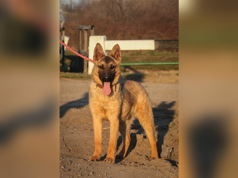 Beni Schäferhundmischling Rüde 2,5 Jahre alt z.Zt. in Ungarn