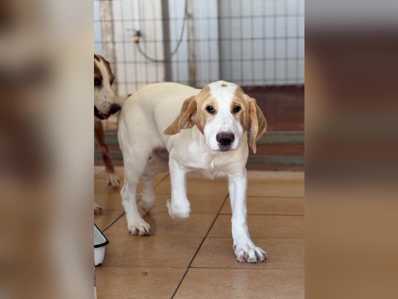 Monty Mischlingsrüde ca. 4,5 Monate alt in Griechenland