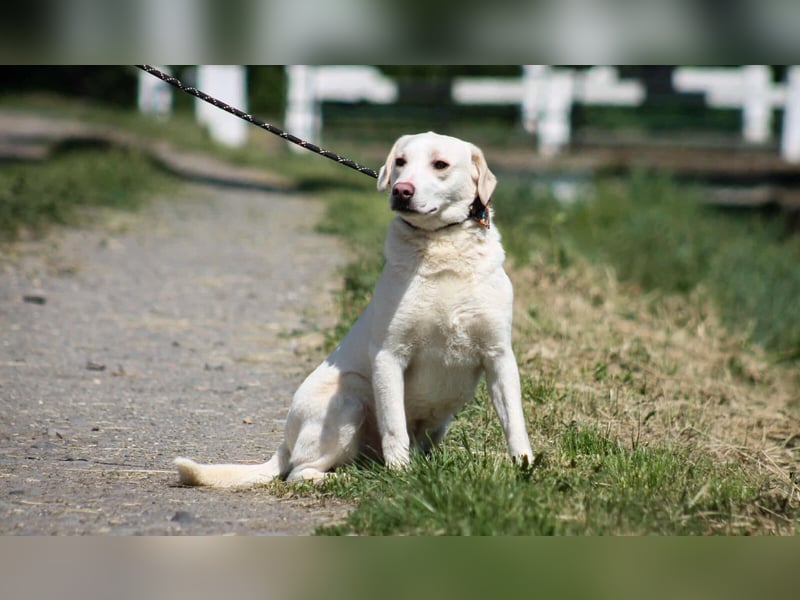 William Labradormix Rüde ca. 3,5 Jahre alt in Ungarn