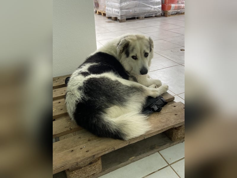 Max griech. Schäferhundmischlingsrüde ca. 4 Jahre alt  in Griechenland