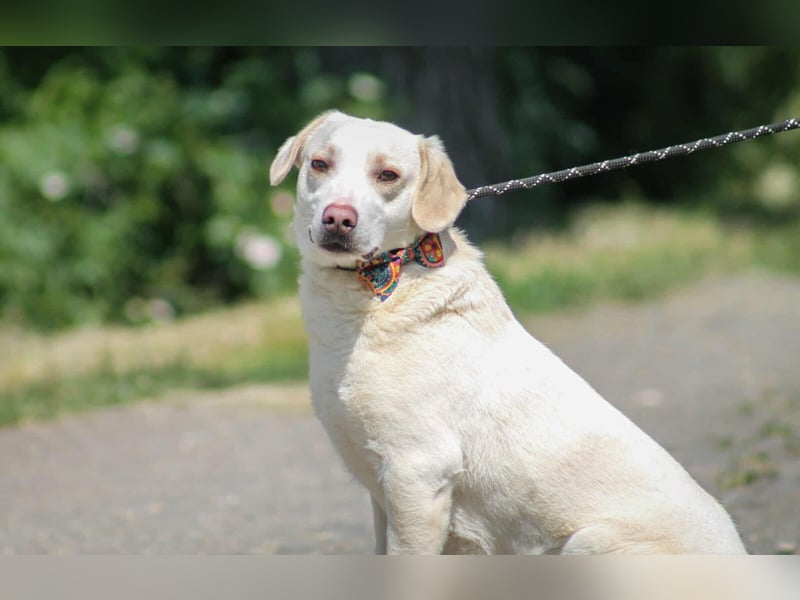 William Labradormix Rüde ca. 3,5 Jahre alt in Ungarn