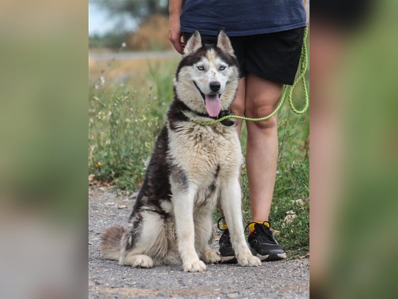 Mochikan Husky Rüde ca. 3,5 Jahre alt z.Zt. in Ungarn
