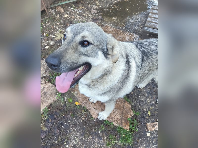 Capo Schäferhundmischling Rüde ca. 2,8 Jahre alt in Griechenland
