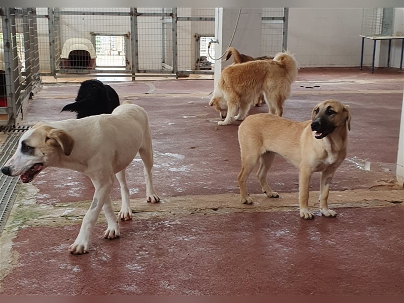 Samos Mischlingsrüde ca. 1,5 Jahre alt in Griechenland