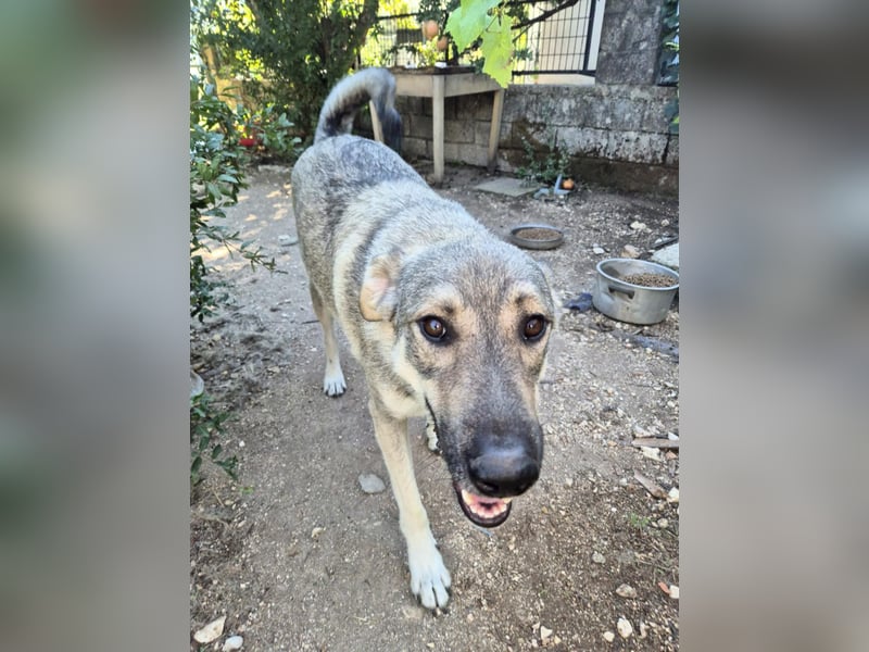 Capo Schäferhundmischling Rüde ca. 2,8 Jahre alt in Griechenland