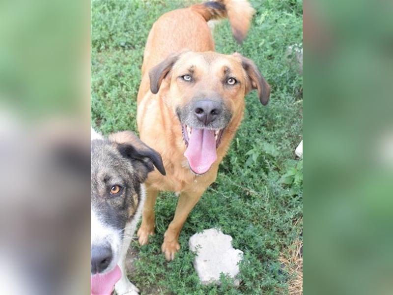 Ronnie, möchte die ganze Welt umarmen, Kinder und Hunde freundlich