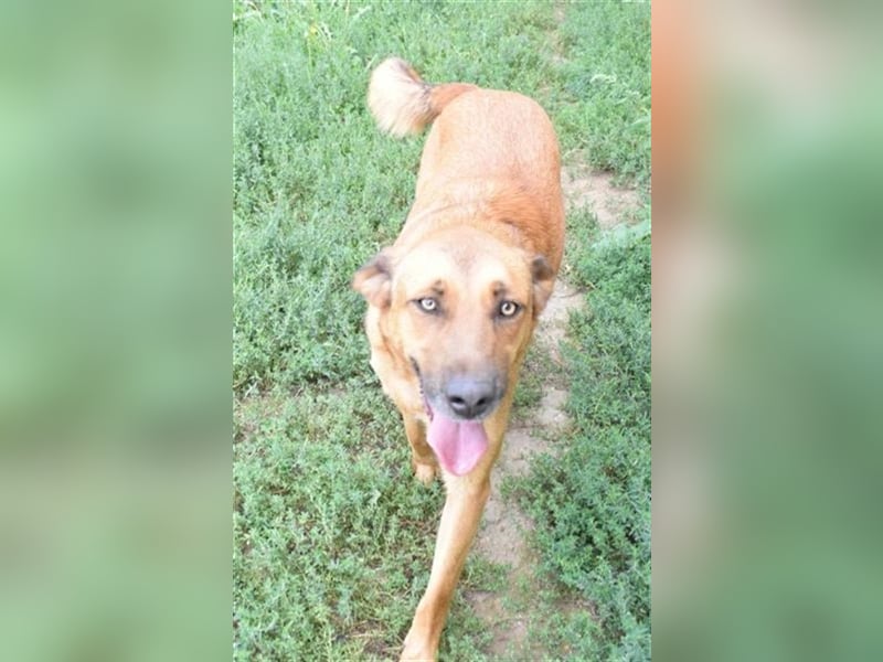 Ronnie, möchte die ganze Welt umarmen, Kinder und Hunde freundlich