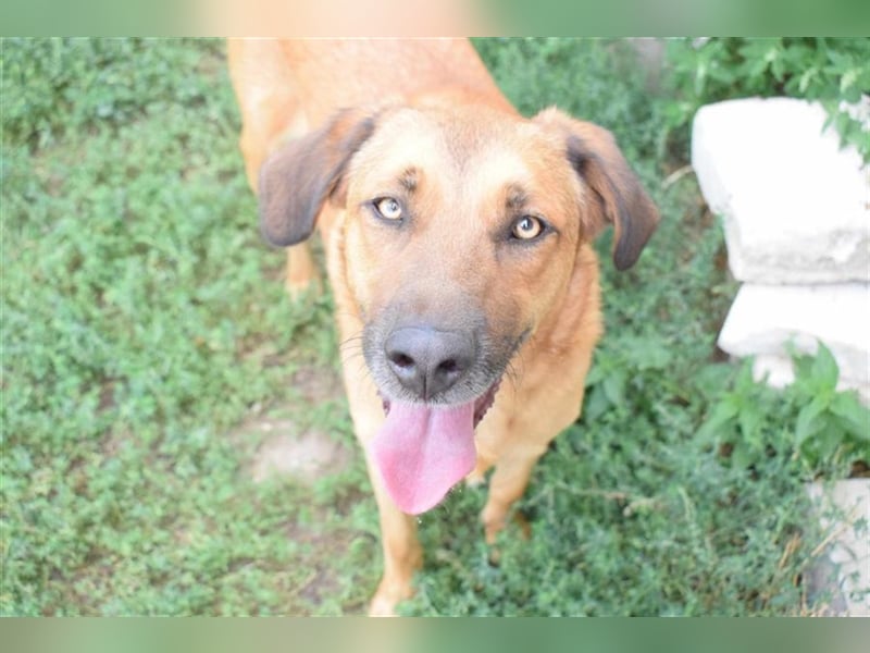 Ronnie, möchte die ganze Welt umarmen, Kinder und Hunde freundlich