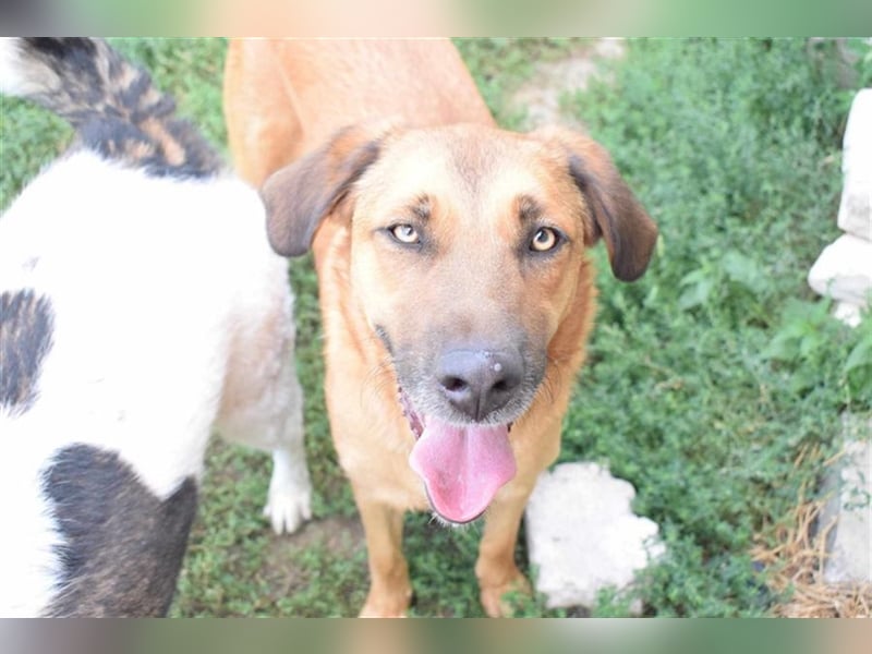 Ronnie, möchte die ganze Welt umarmen, Kinder und Hunde freundlich