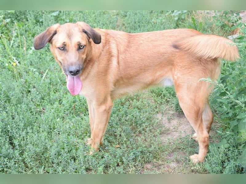 Ronnie, möchte die ganze Welt umarmen, Kinder und Hunde freundlich