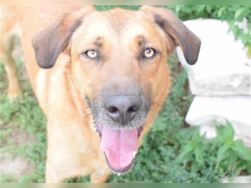 Ronnie, möchte die ganze Welt umarmen, Kinder und Hunde freundlich