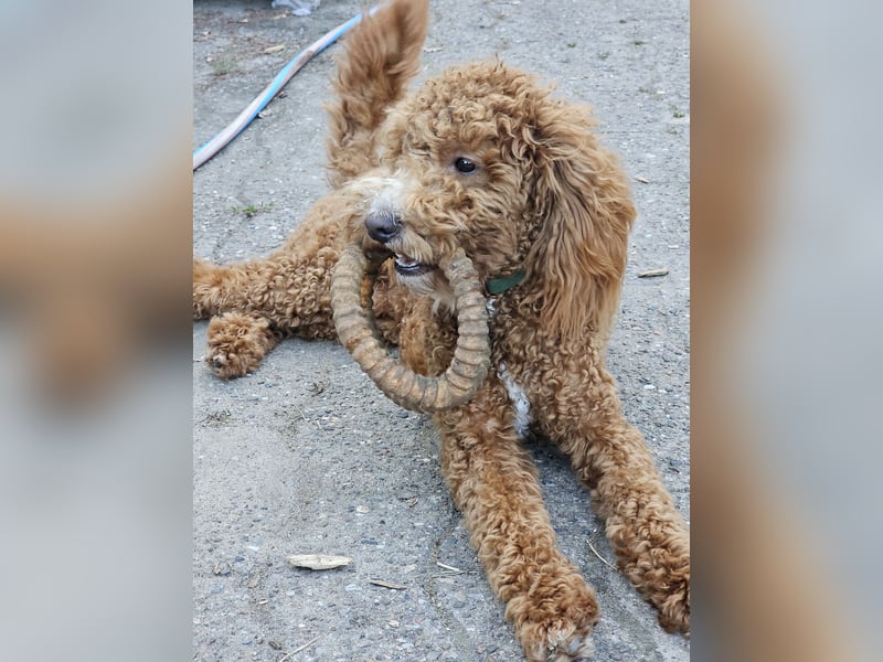 Kooikerhondjedoodle Deckrüde Kleinpudel