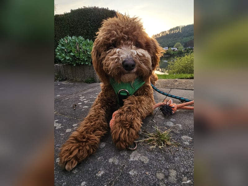 Kooikerhondjedoodle Deckrüde Kleinpudel
