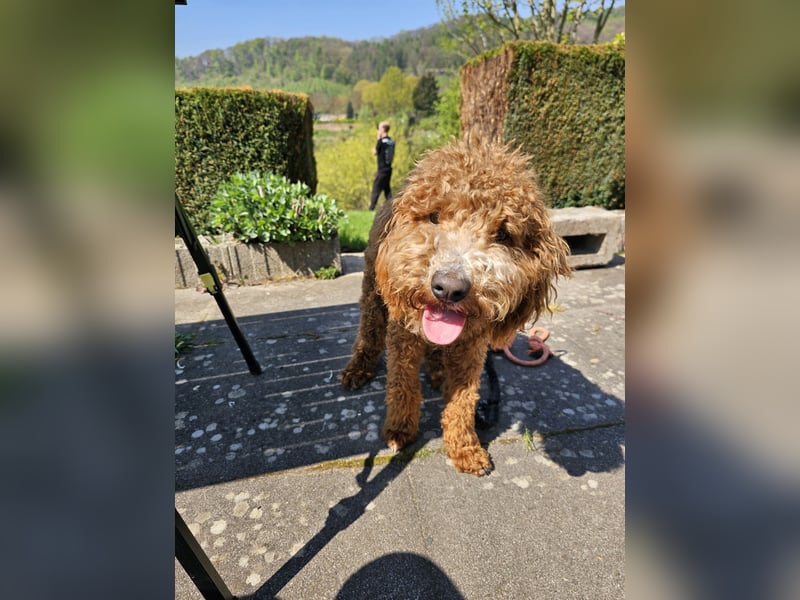 Kooikerhondjedoodle Deckrüde Kleinpudel