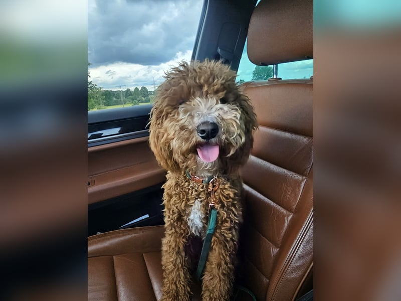 Kooikerhondjedoodle Deckrüde Kleinpudel