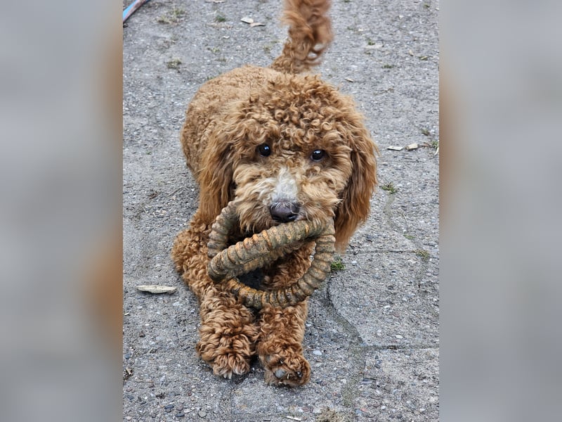 Kooikerhondjedoodle Deckrüde Kleinpudel