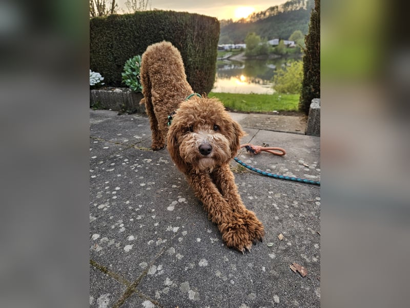 Kooikerhondjedoodle Deckrüde Kleinpudel