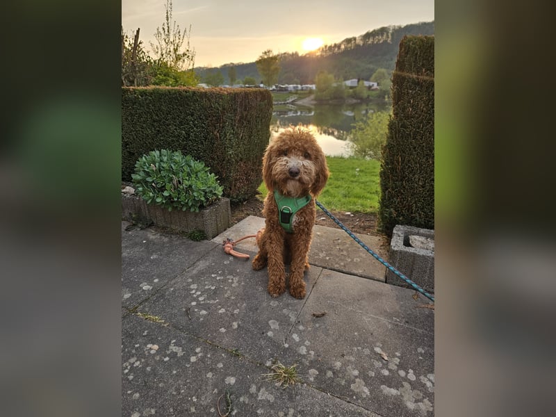 Kooikerhondjedoodle Deckrüde Kleinpudel